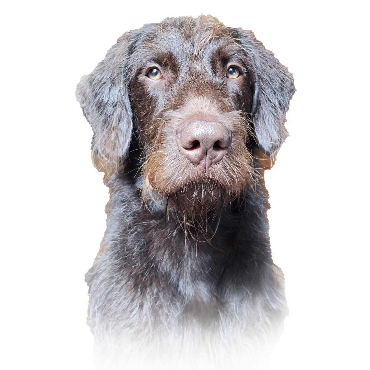 Gus, the dog pictured on Rainer Wellness pet-product branding; portrait, not a package photo
