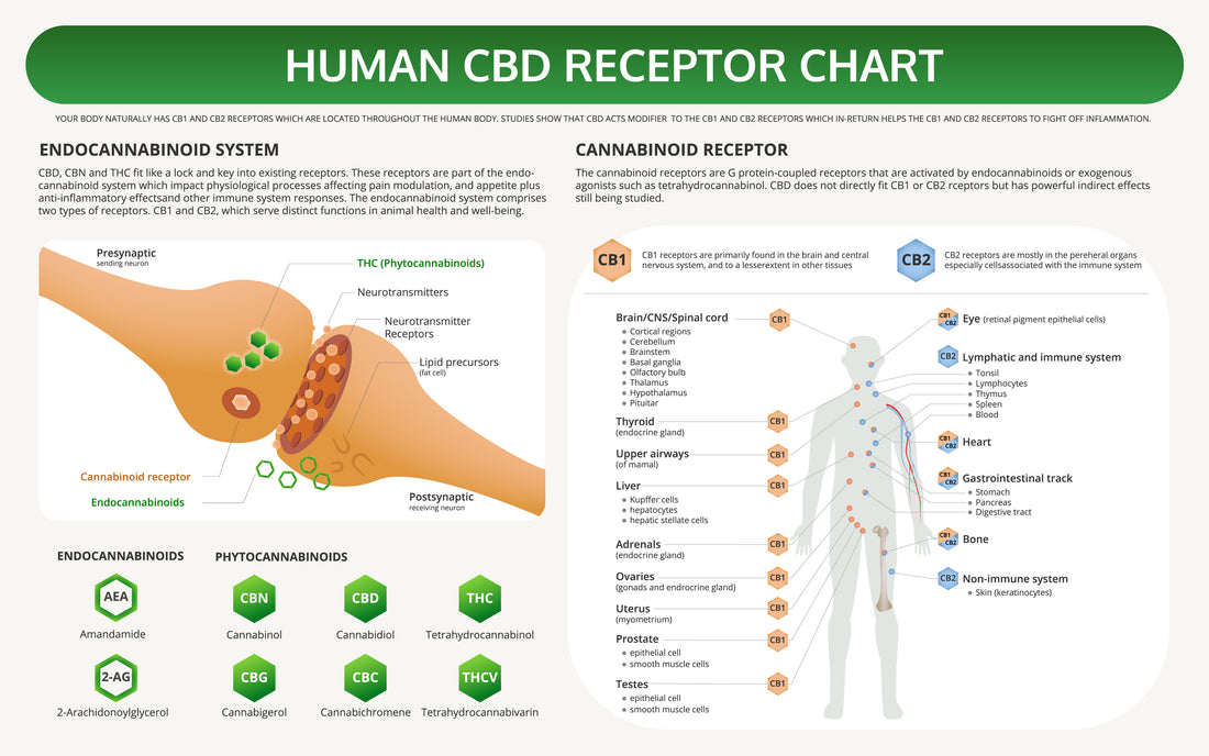 Know Your Cannabinoids