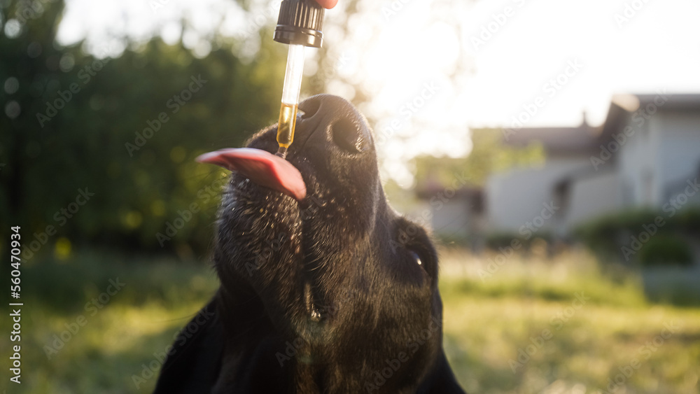 CBD Pet Products