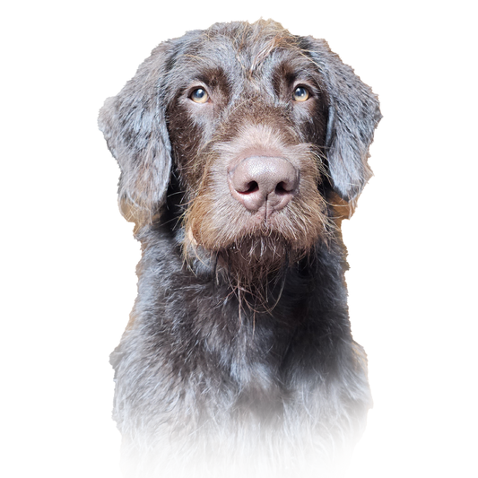 Gus, the dog pictured on Rainer Wellness pet-product branding; portrait, not a package photo